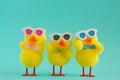 Three Groovy Chicks wearing sunglasses on a Aqua Background. Royalty Free Stock Photo