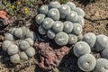 Three Groups of Owl's Eye Pincushion Cactus Plants