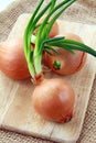 Three growing onion bulbs