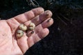 Three Grub Worms In a Human Hand