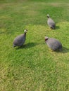 Three Guinea Fowl on The Green Grass