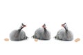 Three guinea fowls are fighting among themselves isolated on white Royalty Free Stock Photo