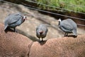 Three guinea hens on a wall