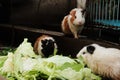 three guinea pig while eating