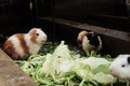 three guinea pig while eating