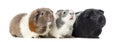 Three Guinea pigs, carvia porcellus, isolated Royalty Free Stock Photo