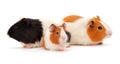 Three guinea pigs isolated Royalty Free Stock Photo