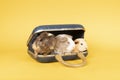 Three guinea pigs next to each other in a blue suitcase with a yellow background Royalty Free Stock Photo