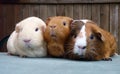 Three Guinea Pigs in a row Royalty Free Stock Photo