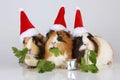 Three guinea pigs with santa hats Royalty Free Stock Photo