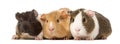 Three guinea pigs side by side , isolated Royalty Free Stock Photo