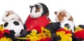 Three guinea pigs with soccer stuff Royalty Free Stock Photo