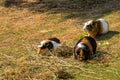 Three guinea pigs are walking in the meadow. Royalty Free Stock Photo