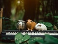 Three guineas sitting on top of a piano keyboard. Generative AI image.