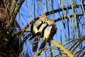 Guira Cuckoos on a Branch