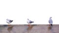 Three gulls Royalty Free Stock Photo