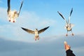 Three gulls in the blue sky fly over the hand