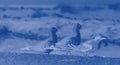 Three gulls close-up on sand beach in blue hues Royalty Free Stock Photo