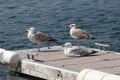 Three gulls on the dock