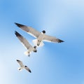 Three Gulls in Flight Royalty Free Stock Photo