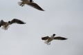 Three gulls in flight Royalty Free Stock Photo