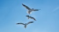 Three gulls