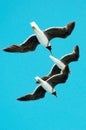 Three gulls hovering in the sky Royalty Free Stock Photo