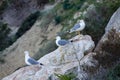 Three gulls Larus argentatus (European herring gull) on rock of PeÃ±on de Ifach Royalty Free Stock Photo