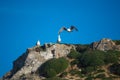 Three gulls on the mountain