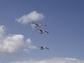 Three Gulls in stacked flight Royalty Free Stock Photo