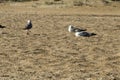 The three gulls stand on the sand Royalty Free Stock Photo