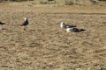 The three gulls stand on the sand