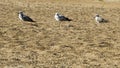 The three gulls stand on the sand Royalty Free Stock Photo