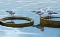 Three gulls standing on concrete circles on lake