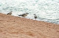 Three gulls