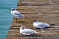 Three Gulls Sunbathing on a Dock