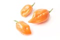 Three habanero orange chili pepper isolated on white background