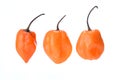 Three Habanero Peppers Isolated on White Royalty Free Stock Photo