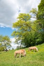 Three haflinger horses grazing on lush green pasture, sunny spring landscape upper bavaria Royalty Free Stock Photo