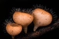 Three hair mushroom champagnes are beautiful and small cup shape Royalty Free Stock Photo