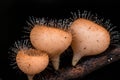 Three hair mushroom champagnes are beautiful and small cup shape Royalty Free Stock Photo