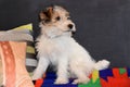 Three and a half month old fox terrier sits on the couch
