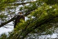 Three and a half year old bald eagle (Haliaeetus leucocephalus) perched on a pine branch Royalty Free Stock Photo