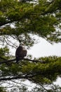 Three and a half year old bald eagle (Haliaeetus leucocephalus) perched on a pine branch Royalty Free Stock Photo