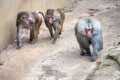 Hamadryas Baboon monkey Royalty Free Stock Photo