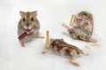 Three hamsters with miniature bottles in comic poses on the white background.