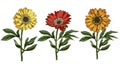 Three hand drawn yellow and red daisy flower with stem and leaves isolated on white background. Botanical illustration Royalty Free Stock Photo