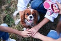 Three hands of young girls, holding small dog in park. Close-up picture of cavalier king charles spaniel on a walk on a leash Royalty Free Stock Photo