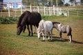 Three ponies grazing at a horse farm, stallion, mare and colt Royalty Free Stock Photo