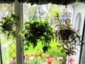 Three hanging baskets of plants hanging in a window